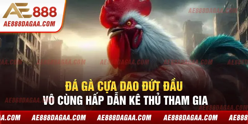 Đá gà cựa dao đứt đầu vô cùng hấp dẫn kê thủ tham gia