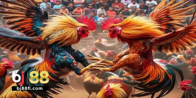Đá Gà Cựa Tròn BJ88