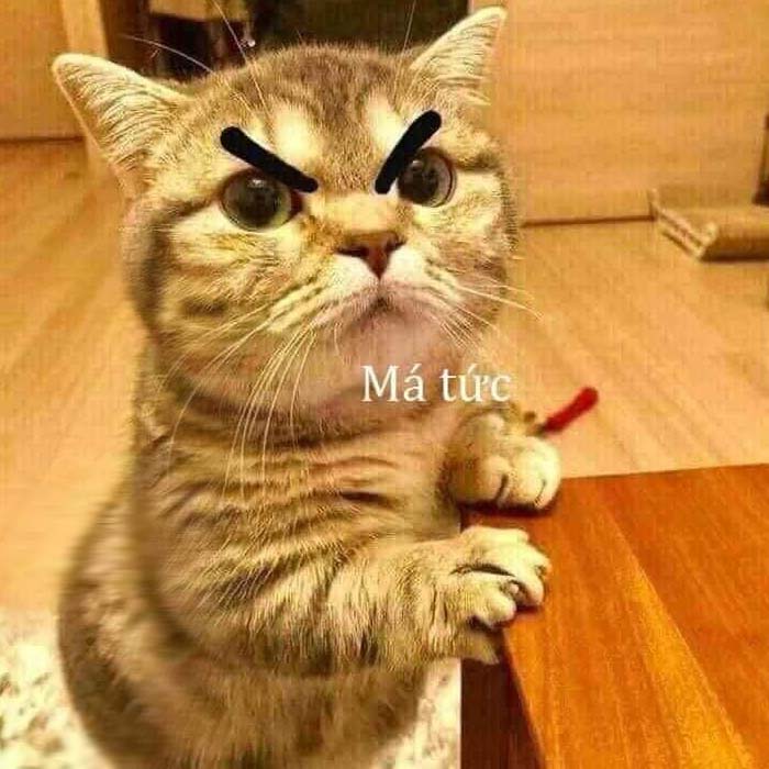 Anh Che Meo Bua De Thuong