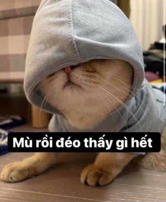 Anh Meo Cute Vui