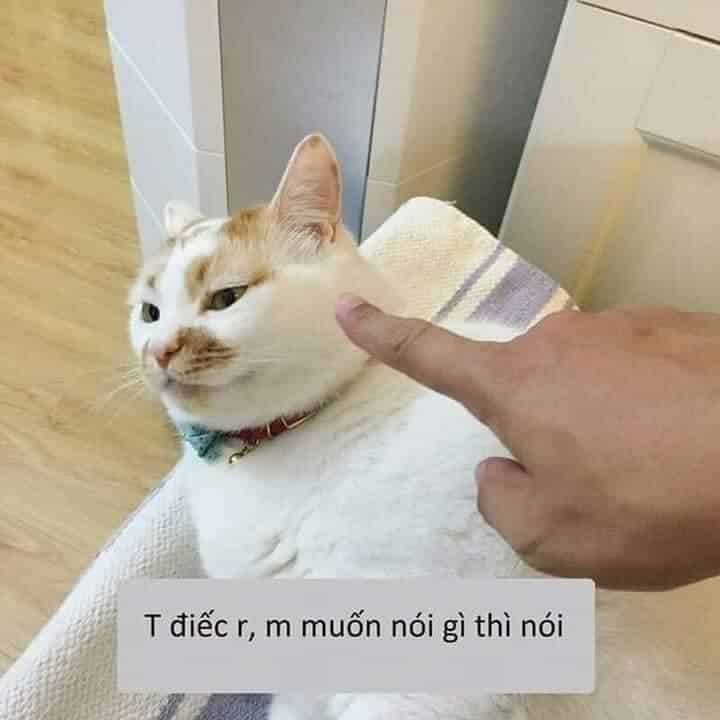 Diec roi