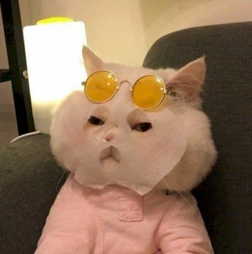 Hinh Meo Hai Huoc Cute
