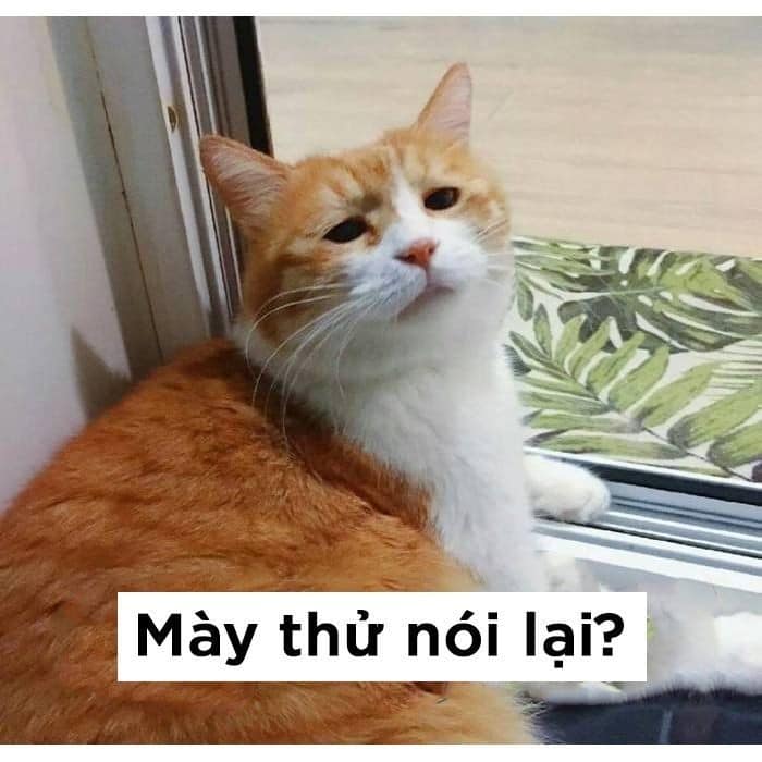 Meme May thu noi lai