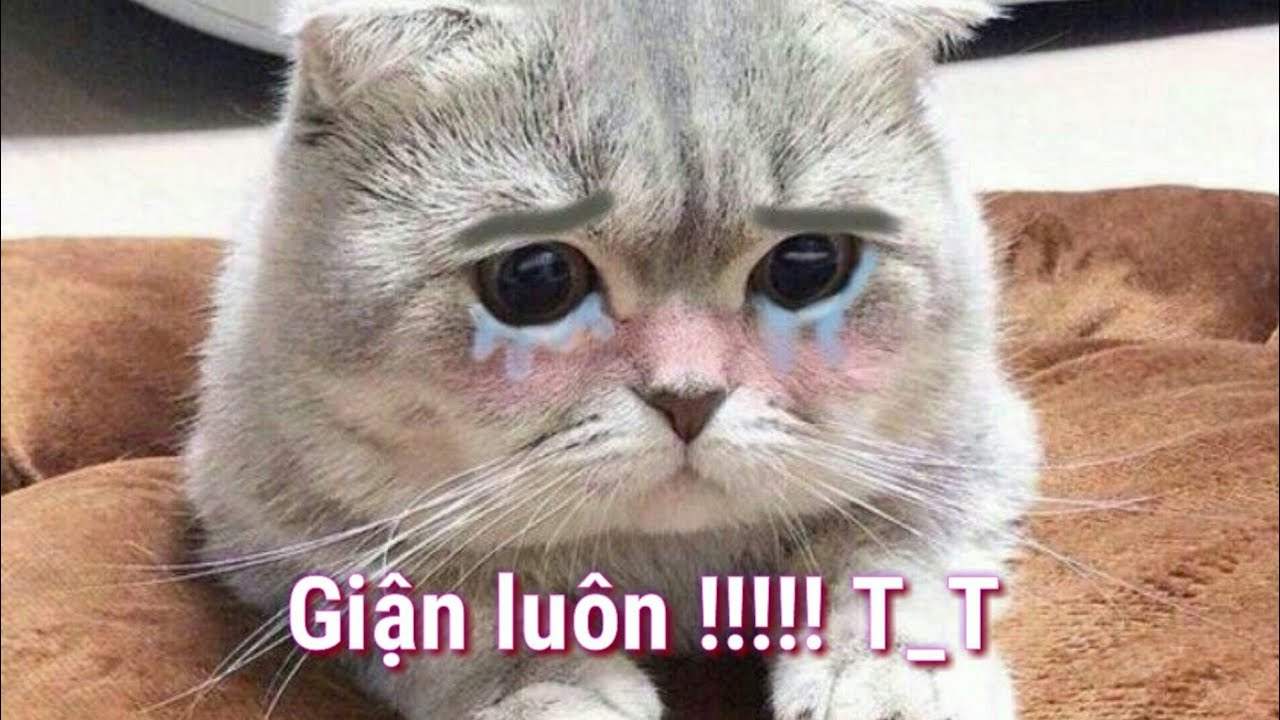 Mèo Giận Dỗi Đáng Yêu