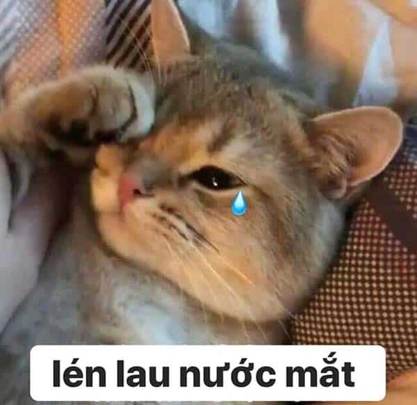 Mèo Khóc Lau Nước Mắt