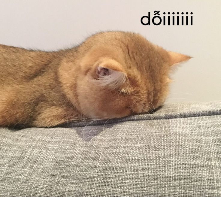 Meo doi roi