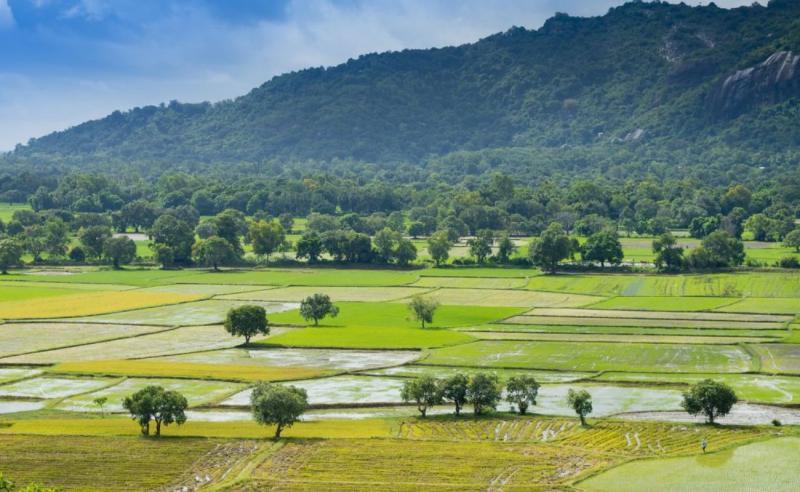 Đồng lúa mộc mạc, bình dị ở vùng thôn quê Tà Pạ
