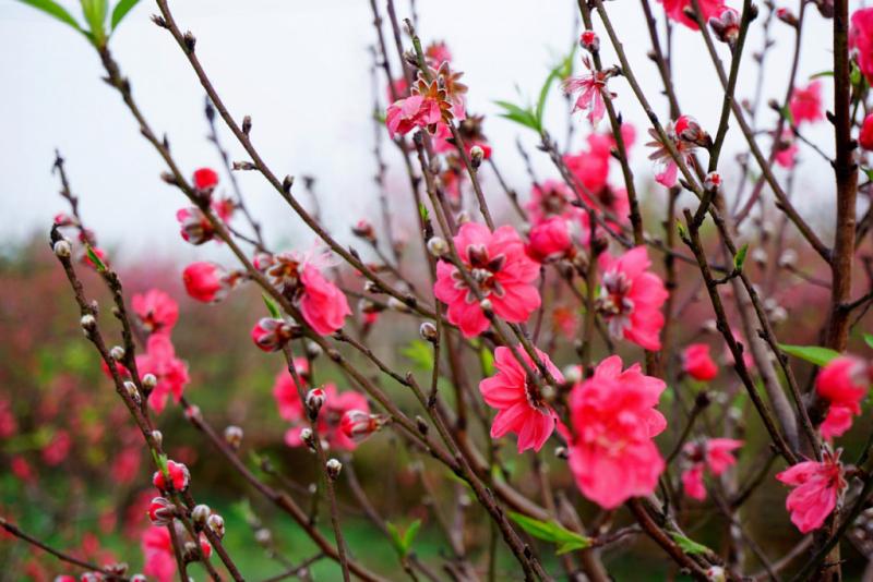 Có hẹn với mùa xuân