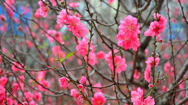 Hoa đào lại là loài hoa biểu tượng cho sự đổi mới, sinh sôi, phát triển mạnh mẽ.