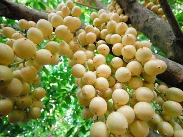 Chiêm bao thấy đang hái quả dâu da